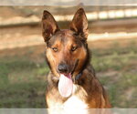 DANI - Female German Shepherd Dog Dog for Adoption - Small photo