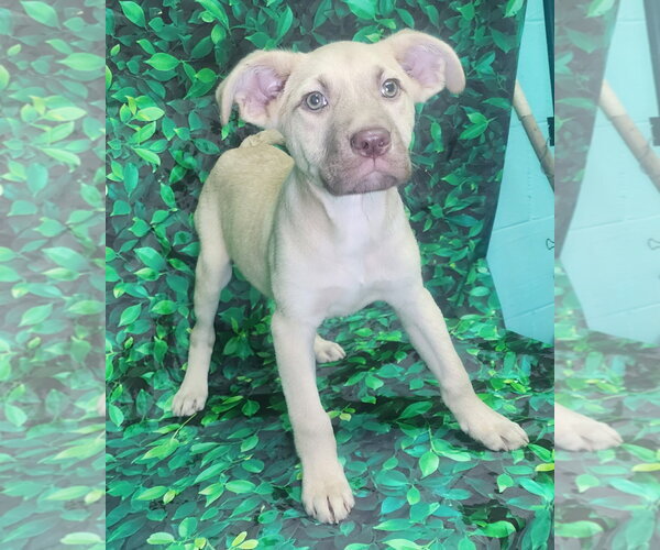 Medium Photo #5 Bulldog-Labrador Retriever Mix Puppy For Sale in Wetumpka, AL, USA