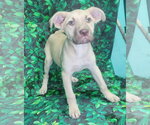 Small #4 Bulldog-Labrador Retriever Mix