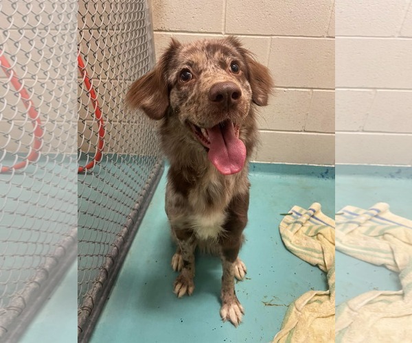 Medium Photo #1 Australian Shepherd Puppy For Sale in Holly Springs, NC, USA
