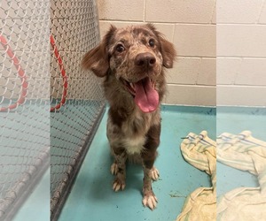 Australian Shepherd Dogs for adoption in Holly Springs, NC, USA
