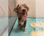 Maggie - Female Australian Shepherd Dog for Adoption - Small photo