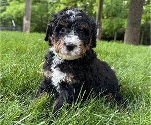 Medium Bernedoodle (Miniature)