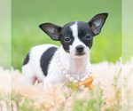 Small #3 Chihuahua