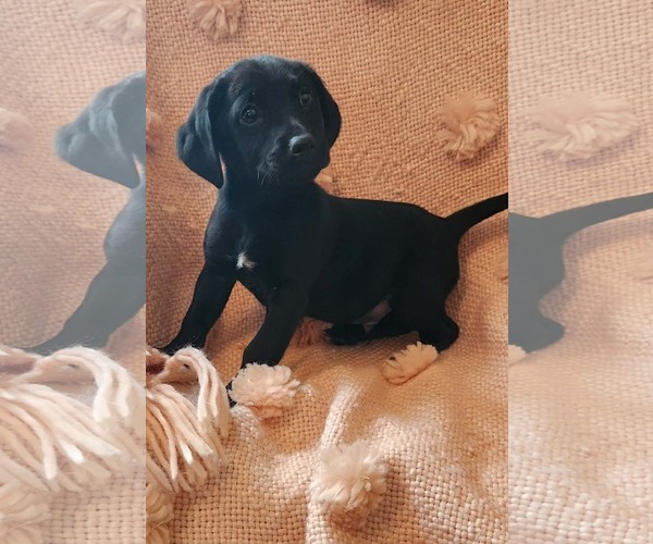 Medium Photo #3 Golden Labrador Puppy For Sale in SHERBURNE, NY, USA