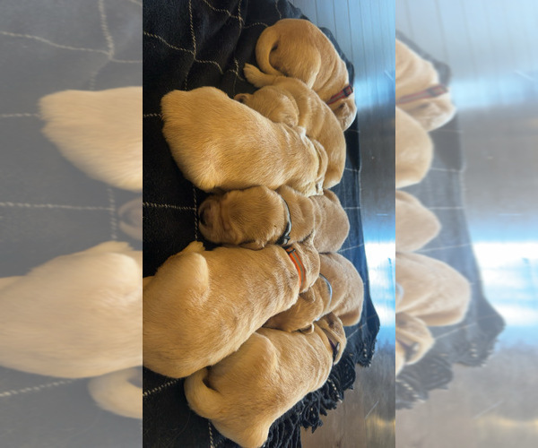 Medium Photo #1 Golden Retriever Puppy For Sale in CONCORD, VA, USA