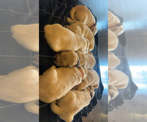 Golden Retriever Puppy for Sale in CONCORD, Virginia USA