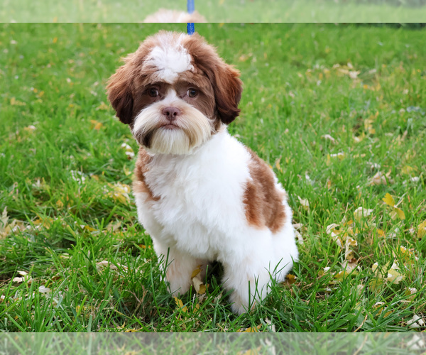 Medium Photo #6 Havashu Puppy For Sale in SYRACUSE, IN, USA