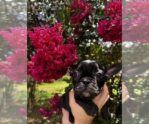 French Bulldog Puppy for Sale in MONTGOMERY, Alabama USA