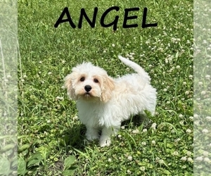 Cockapoo (Miniature) Puppy for sale in HARTLAND, MN, USA