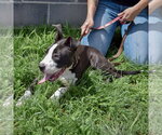 Small #4 American Staffordshire Terrier