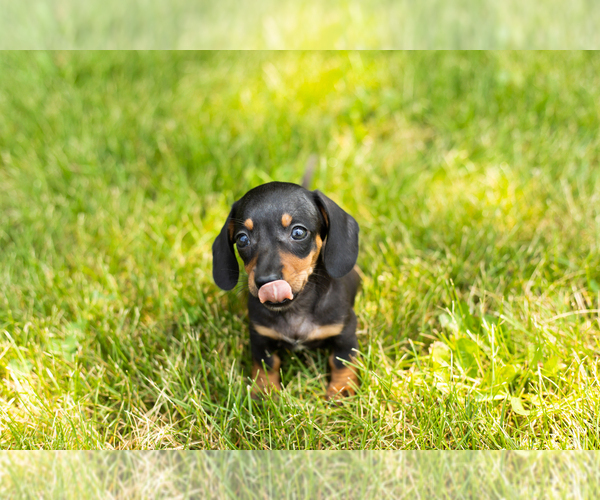 Medium Photo #12 Dachshund Puppy For Sale in MILFORD, IN, USA