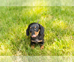 Small #11 Dachshund