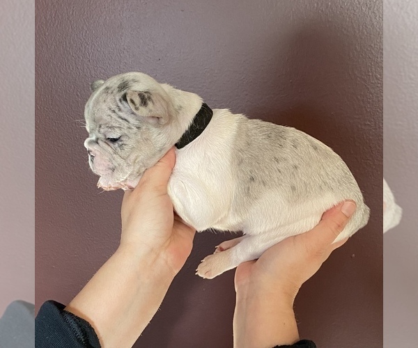 Medium Photo #10 French Bulldog Puppy For Sale in HILTON, NY, USA