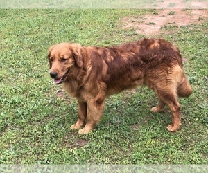 Father of the Golden Retriever puppies born on 02/27/2025