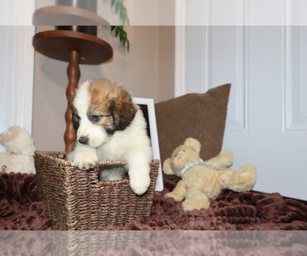 Medium Photo #13 Aussie Pyrenees Puppy For Sale in LEXINGTON, SC, USA