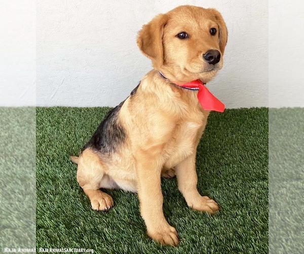 Medium Photo #3 Shepradors Puppy For Sale in San Diego, CA, USA