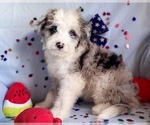 Small Photo #10 Aussie-Poo Puppy For Sale in BOUSE, AZ, USA