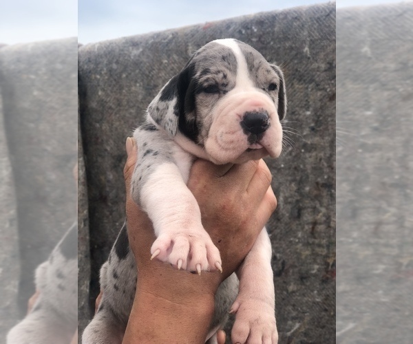 Medium Photo #8 Great Dane Puppy For Sale in CLEVELAND, NC, USA