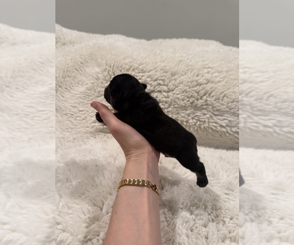 Medium Photo #6 French Bulldog Puppy For Sale in KALISPELL, MT, USA