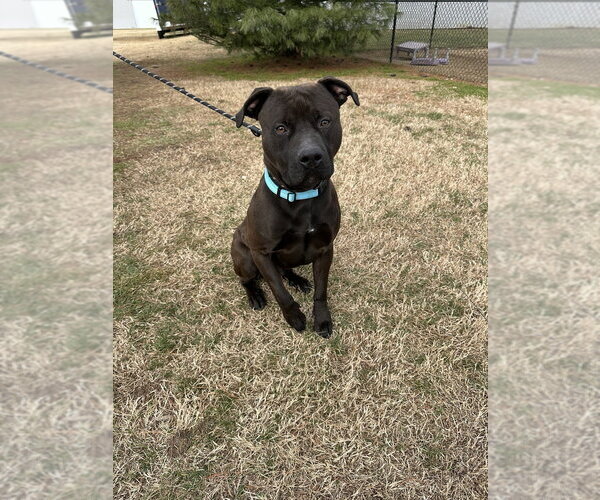 Medium Photo #7 Mutt Puppy For Sale in Evansville, IN, USA