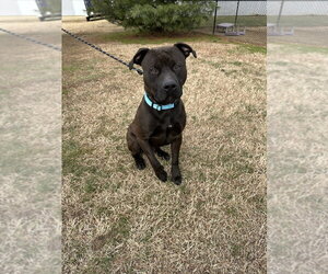 Kodiak - Male Mutt Dog for Adoption - Photo #7