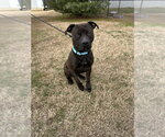 Small #6 Mutt