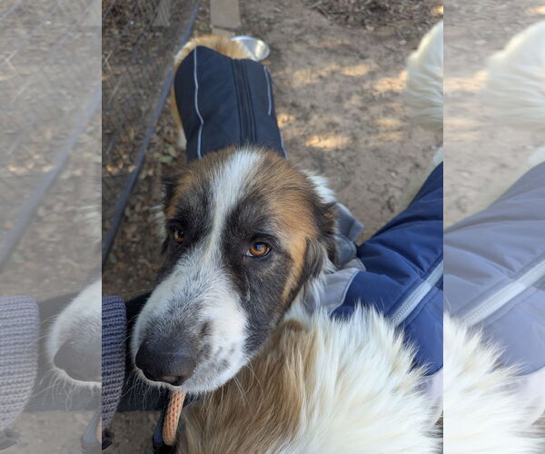 Medium Photo #6 Great Pyrenees Puppy For Sale in Spring, TX, USA