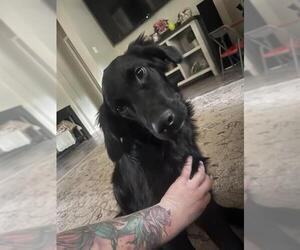 Labrador Retriever-Unknown Mix Dogs for adoption in San Antonio, TX, USA
