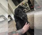 Small Labrador Retriever Mix