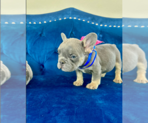 English Bulldog Puppy for sale in CHARLOTTE, NC, USA