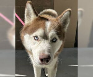 Siberian Husky Dogs for adoption in Salinas, CA, USA