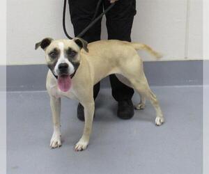 Bullboxer Pit Dogs for adoption in Louisville, KY, USA