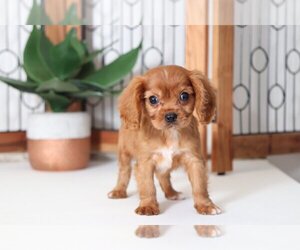 Cavalier King Charles Spaniel Puppy for sale in NAPLES, FL, USA