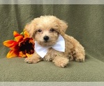 Small Photo #9 Morkie-Poodle (Miniature) Mix Puppy For Sale in LAKELAND, FL, USA