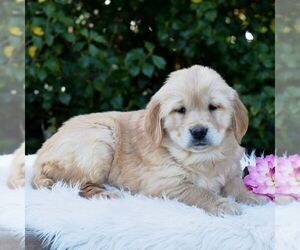 Golden Retriever Puppy for sale in NEWPORT, PA, USA