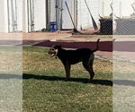 Small #3 Mutt