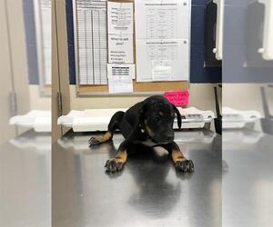 Mutt Dogs for adoption in Conroe, TX, USA