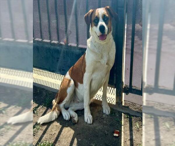 Medium Photo #2 Beagle-Unknown Mix Puppy For Sale in Riverside, CA, USA