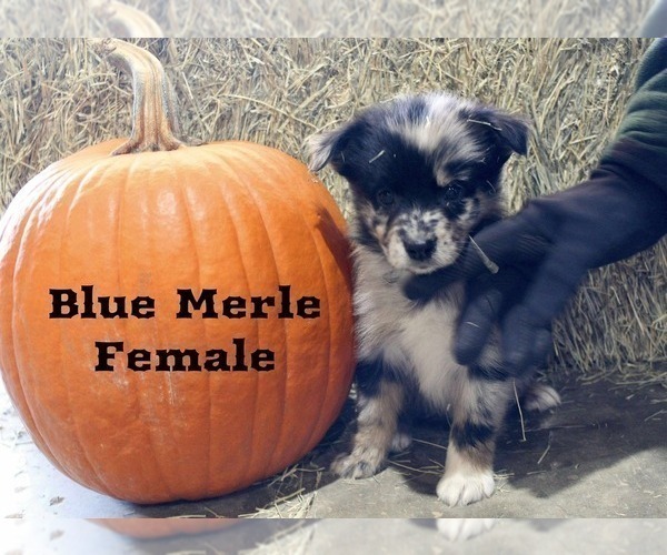 Medium Photo #2 Australian Shepherd Puppy For Sale in CLARKSVILLE, TX, USA