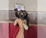 Small #12 Maltipoo