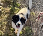Puppy Buddy American Eskimo Dog-Unknown Mix