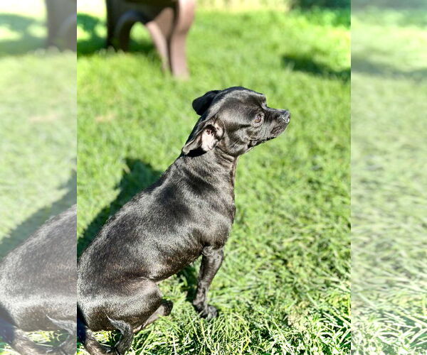Medium Photo #4 Mutt Puppy For Sale in Estherville, IA, USA