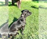 Small #3 Mutt