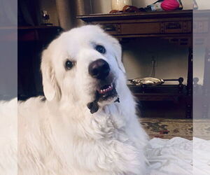 Great Pyrenees Dogs for adoption in Dallas, TX, USA