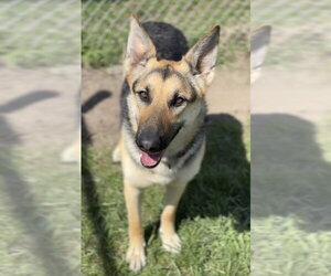 German Shepherd Dog-Unknown Mix Dogs for adoption in Bemidji, MN, USA