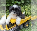 Image preview for Ad Listing. Nickname: Balto