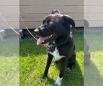 Small #3 Labrador Retriever Mix