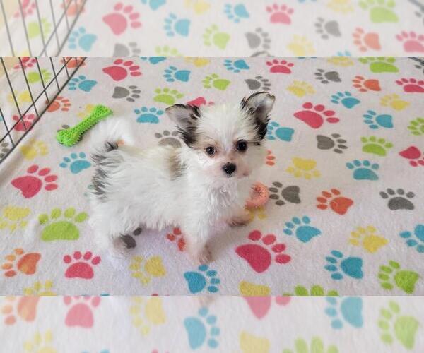 Medium Photo #1 Papitese Puppy For Sale in ORO VALLEY, AZ, USA