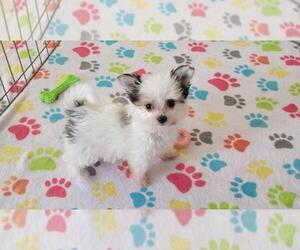 Papitese Puppy for sale in ORO VALLEY, AZ, USA